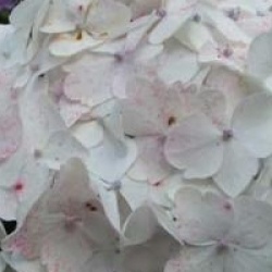 Hydrangea macrophylla 'Madame Emile Mouillere'
