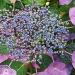 Hydrangea macrophylla 'Mousmee' - Hortensia Mousmee