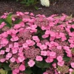 Hydrangea macrophylla 'Mousmee'