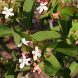 Abelia mosanensis