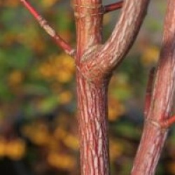 Acer x conspicuum 'Elephant's Ear' - �rable conspicuum Elephant's Ear