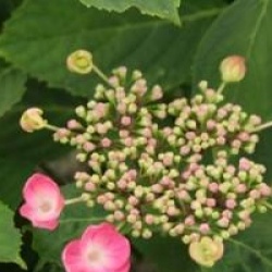 Hydrangea macrophylla 'Mousmee'