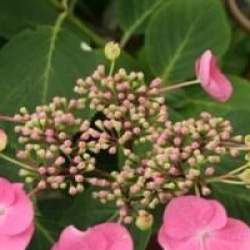 Hydrangea macrophylla 'Mousmee'