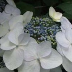 Hydrangea macrophylla 'Grant's Choice'
