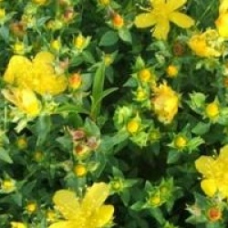 Hypericum olympicum - Millepertuis de Turquie