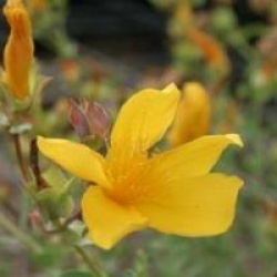 Hypericum olympicum
