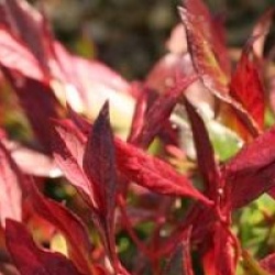 Leucothoe Red Lips