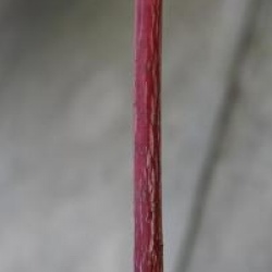 Acer x conspicuum 'Mozart'