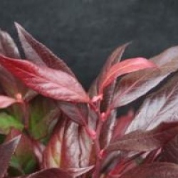 Leucothoe Red Lips