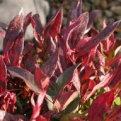 Leucothoe Red Lips
