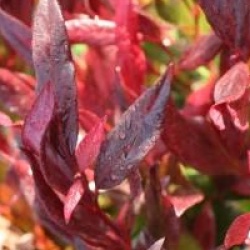 Leucothoe Red Lips