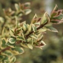 Luma apiculata 'Glamleam Gold'