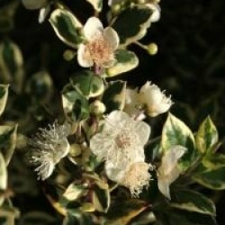 Luma apiculata 'Glamleam Gold'