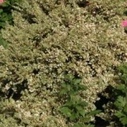 Luma apiculata 'Glamleam Gold'