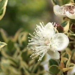 Luma apiculata 'Glamleam Gold'