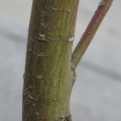 Acer x conspicuum 'Mozart'