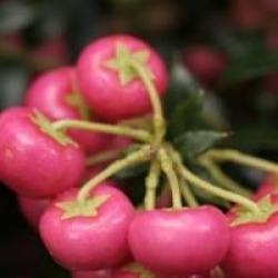 Pernettya � fruits rouges
