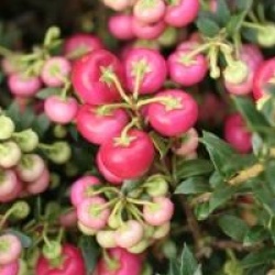 Gaultheria mucronata 'Crimsonia' - Pernettya � fruits rouges