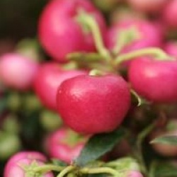Gaultheria mucronata 'Crimsonia'
