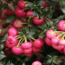 Gaultheria mucronata 'Crimsonia'