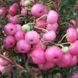 Pernettya � fruits roses