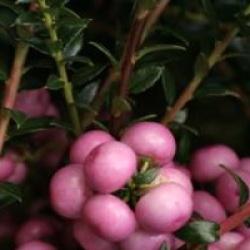 Gaultheria mucronata 'Pink Pearl'