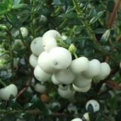 Gaultheria mucronata 'White Pearl' - Pernettya � fruits blancs