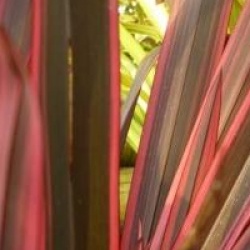 Phormium 'Evening Glow' - Lin de Nouvelle-Z�lande Evening Glow