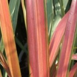 Phormium 'Jester'