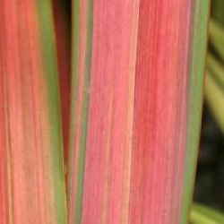 Phormium 'Jester'
