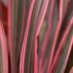 Lin de Nouvelle-Z�lande Pink Stripe