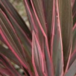 Phormium 'Pink Stripe'