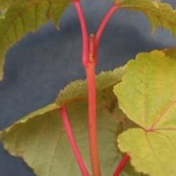 Acer x conspicuum 'Phoenix'