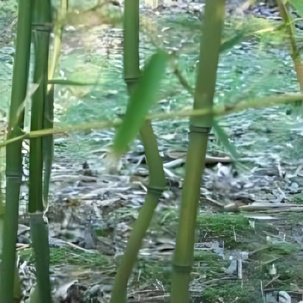 Phyllostachys aureosulcata - Bambou moyen aureosulcata