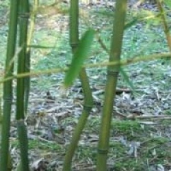 Phyllostachys aureosulcata - Bambou moyen aureosulcata