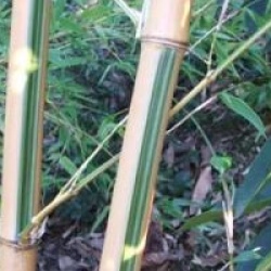 Bambou g�ant castillonii