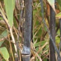 Phyllostachys nigra
