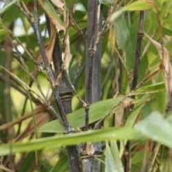 Phyllostachys nigra