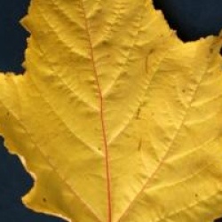 Acer x conspicuum 'Phoenix'