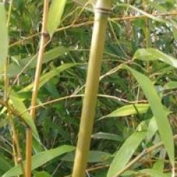 Phyllostachys viridis