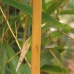 Phyllostachys vivax 'Aureocaulis' - Bambou moyen aureocaulis
