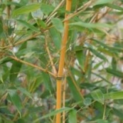 Phyllostachys vivax 'Aureocaulis'