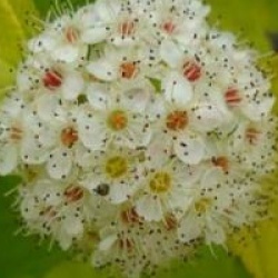 Physocarpus opulifolius 'Dart's Gold' - Physocarpus � feuillage dor�