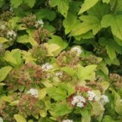 Physocarpus opulifolius 'Dart's Gold'