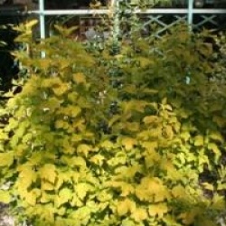 Physocarpus opulifolius 'Dart's Gold'