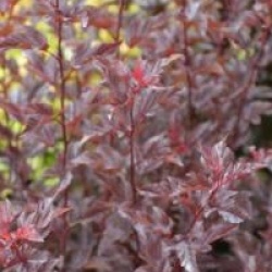 Physocarpus opulifolius diable d'or � 'Mindia' cov 
