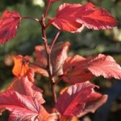 Physocarpus opulifolius diable d'or � 'Mindia' cov 