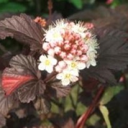Physocarpus opulifolius 'Diabolo' cov  - Physocarpus � feuillage pourpre
