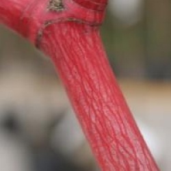 Acer x conspicuum 'Phoenix'