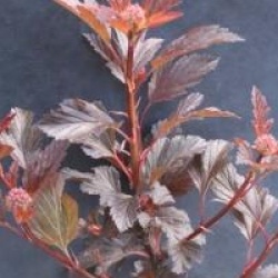 Physocarpus opulifolius Summer Wine � 'Seward' cov 